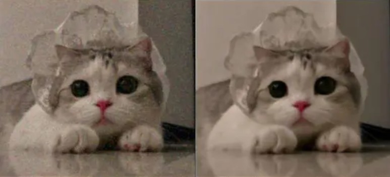 猫的图片描述已自动生成